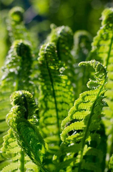 Sprouts of fern. Summer green foliage. Summer seasonal background. — Stock Photo, Image