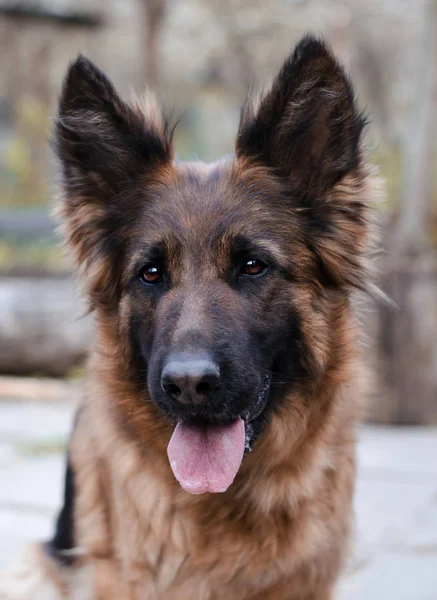 Retrato de cão pastor alemão. — Fotografia de Stock