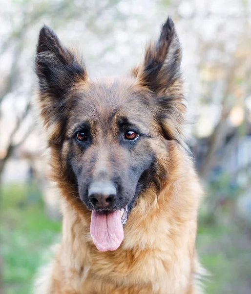 德国牧羊犬的肖像。狗头的照片. — 图库照片