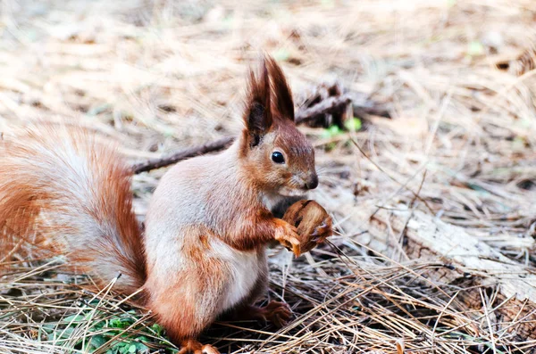 Little cute squirrel in the spring forest on a stump of tree