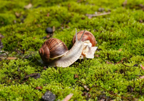 ブルゴーニュカタツムリ、ヘリックスポマティア、鮮やかな緑の苔の上に食用軟体動物. — ストック写真