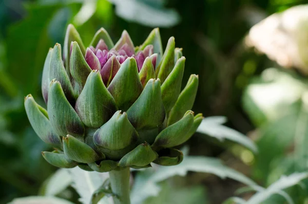 Fresh artichoke in garden. Healthy diet food ingredient. — Stock Photo, Image