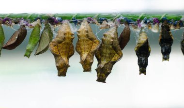 Kelebekler çiftliği. Bir dalüzerinde Farklı Kelebekler chrysalis