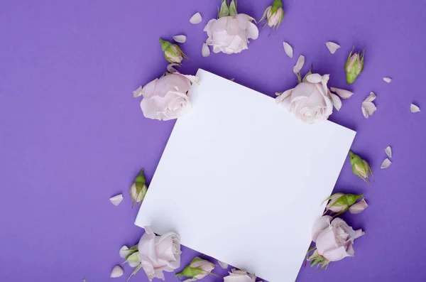 Modèle de carte de voeux avec de belles roses de couleur lilas douce, pétales et carte blanche pour le texte . — Photo