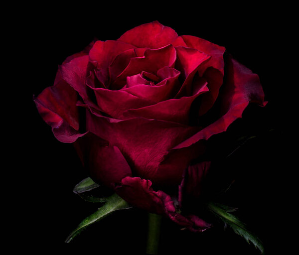 Beautiful red rose in the darkness. Dark moody floral background.