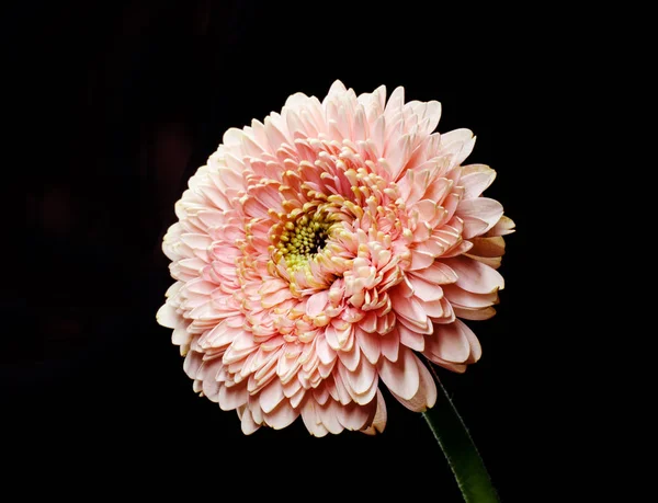 Flor de gerbera rosa suave na frente do fundo preto. Cenário florístico simples . — Fotografia de Stock