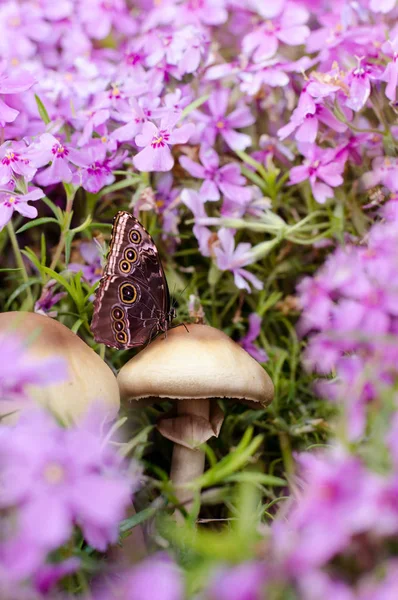 Feche a foto da borboleta no cogumelo entre belas flores de flox. Fundo da primavera . — Fotografia de Stock