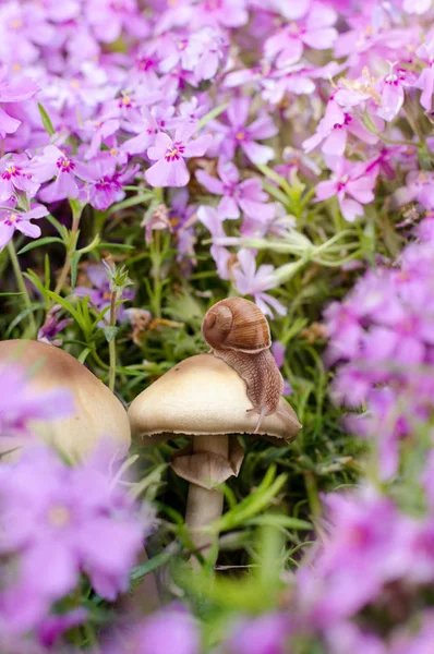 Feche a foto da borboleta no cogumelo entre belas flores de flox. Fundo da primavera . — Fotografia de Stock