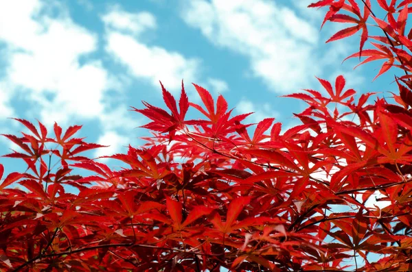 Red japanese maple leaves against blue sky