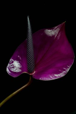 Siyah arka plana karşı koyu kırmızı antoryum. Tropikal minimalist fon