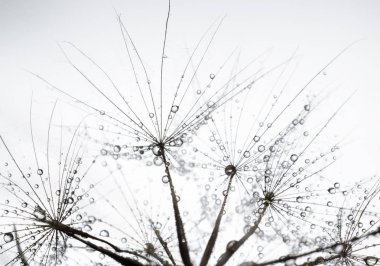 Lanet sakal çiçeği, Tragopogon dubius veya salsify tohumları. Soyut doğal arka plan.
