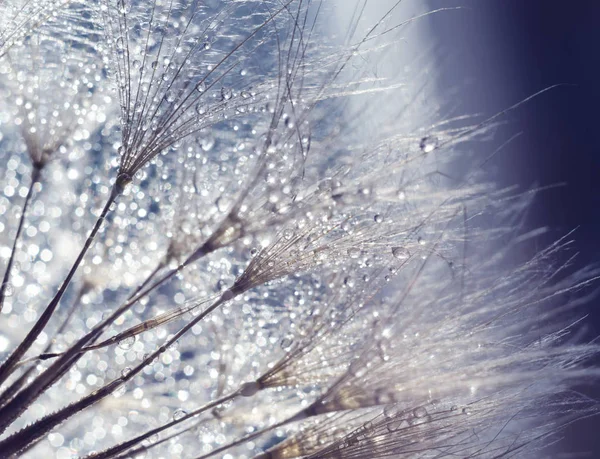 Seeds of damn beard flower, Tragopogon dubius or salsify. Abstract natural background. — Stock Photo, Image