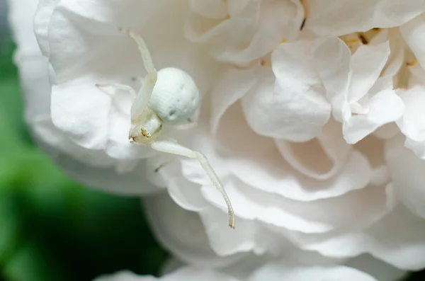 Bílý krabí pavouk napodobující barvu okvětních lístků růží. Bílý pavouk na květině. — Stock fotografie