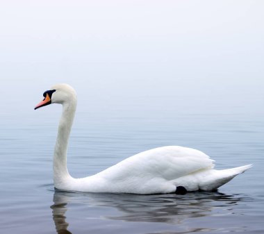 Sisli bir kış nehri üzerinde güzel beyaz zarif kuğu kuş.