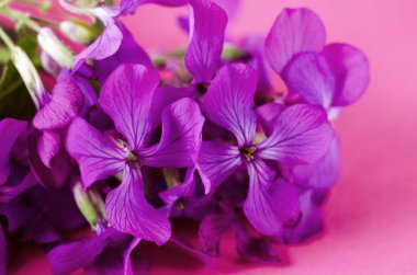 Küçük mor çiçek. Renk arka plan karşı Bahar menekşe phlox çiçek.