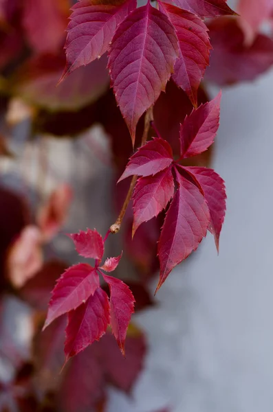 Wild red grape leaves. Bright fall background. — ストック写真