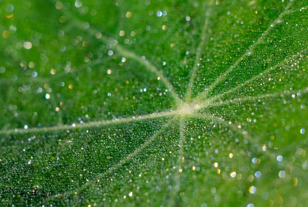 수백만 개의 반짝이는 이슬방울로 덮인 밝은 녹색 잎. 아름다운 자연 배경. — 스톡 사진