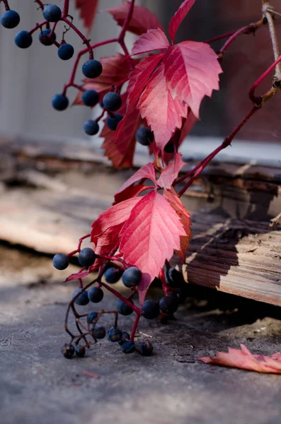 Hojas de uva roja silvestre y bayas moradas. Fondo de caída brillante . — Foto de Stock