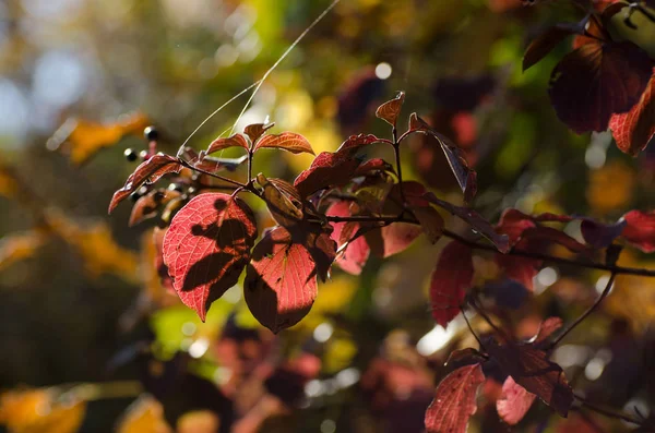 Árbol de otoño con grandes hojas de color rojo brillante . — Foto de Stock