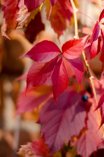 Wild red grape leaves. Bright fall background. — 스톡 사진