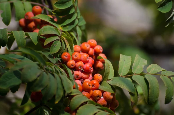 枝に赤いナナカマドの果実。紅葉の木に熟したマウンテンアッシュ。秋の季節の背景. — ストック写真