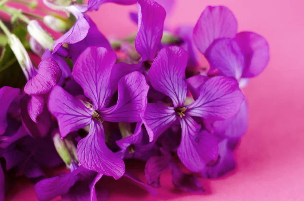 Küçük mor çiçek. Renk arka plan karşı Bahar menekşe phlox çiçek.