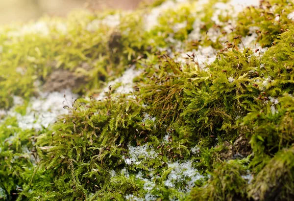 밝은 녹색 이끼 n 겨울 숲에 그 루터 기. 겨울 계절 배경 — 스톡 사진