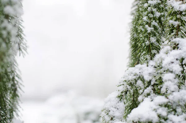 Natal, fundo de inverno com pinheiros gelados. Fundo sazonal para cartão de saudação ou design de cartaz — Fotografia de Stock