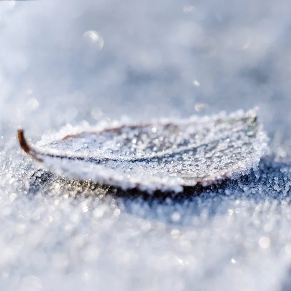 Frosted dry autumn leaves. Early winter nature background. — Stock Photo, Image