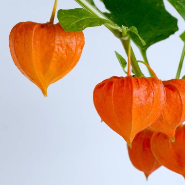 Olgun kırmızı physalis çiçekli şablon.