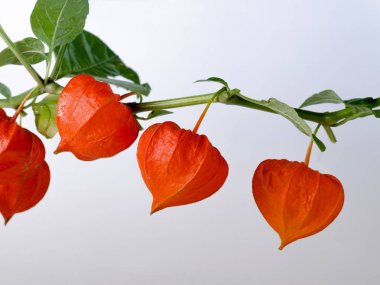 Olgun kırmızı physalis çiçekli şablon.