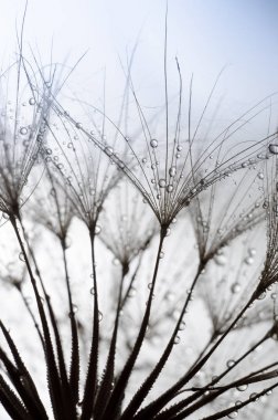 Lanet sakal çiçeği, Tragopogon dubius veya salsify tohumları. Soyut doğal arka plan.