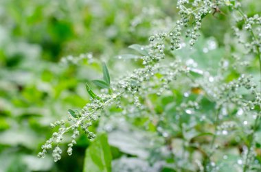 Yumuşak odaklı soyut arka plan. Çaydanlık damlalarının altında çayır otu, yağmurdan sonra. Güzel doğa arka plan.