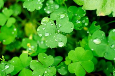 Çiğ damla altında Shamrock yonca ile doğal arka plan. Şans Shamrock sembolü.