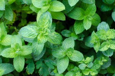 Taze yeşil nane bahçede yetişir. Çiğ damlaaltında nane yaprakları.