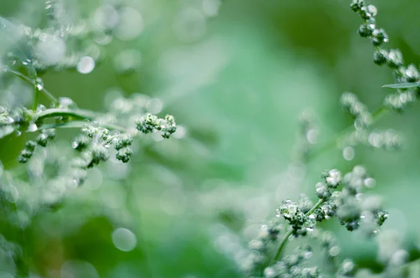 Fundo abstrato focado macio. Grama prado sob gotas de orvalho, depois da chuva. Bela natureza fundo . — Fotografia de Stock