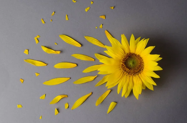 Kwiatowy tło ze słonecznikiem i jego płatki. Kreatywne tło w widoku z góry. — Zdjęcie stockowe