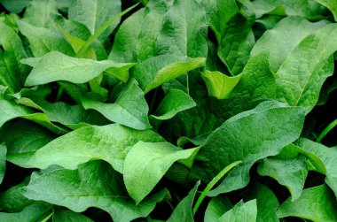 Taze yeşil yaprakları arka plan, soyut yaz doğal arka plan