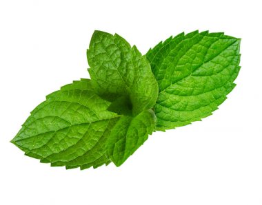 Taze yeşil nane yaprakları beyaz arka plan üzerinde izole.