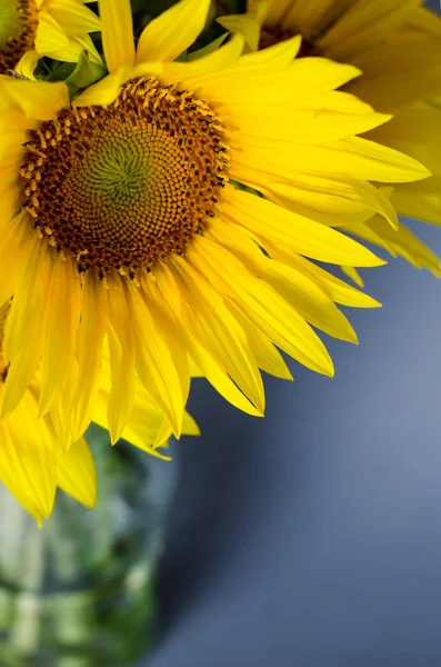 Krásná kytice zářivě žlutých slunečnic proti šedému pozadí. — Stock fotografie