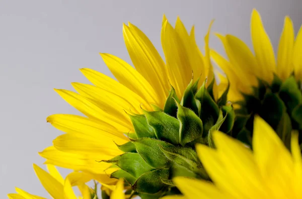 Η πίσω πλευρά του φωτεινών κίτρινου ηλιοτρόπιο. Floral φόντο. — Φωτογραφία Αρχείου