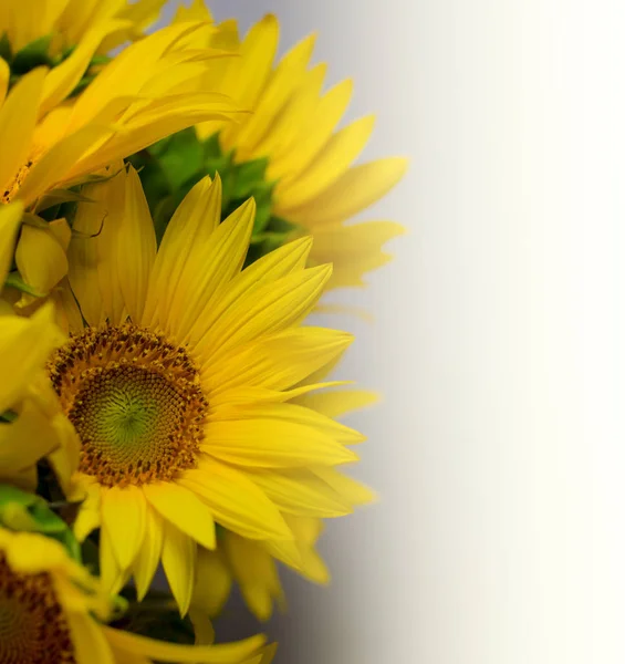 Borda floral de girassol com espaço de cópia, fundo festivo . — Fotografia de Stock