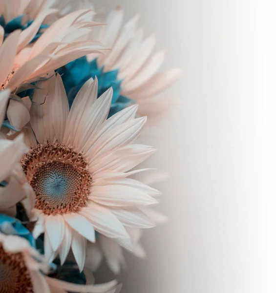 Творческие пастельные тона подсолнечника цветочная граница с копировальным пространством, праздничный фон . — стоковое фото