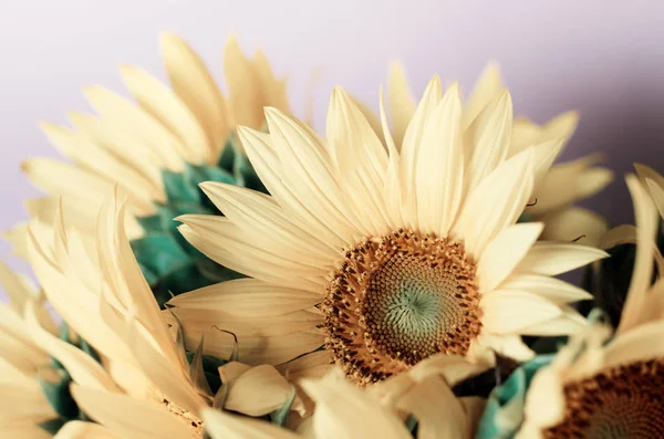 Δημιουργική παστέλ αποχρώσεις ηλιοτρόπια λουλούδι περίγραμμα, εορταστική φόντο. Πρότυπο ευχετήριας κάρτας. — Φωτογραφία Αρχείου