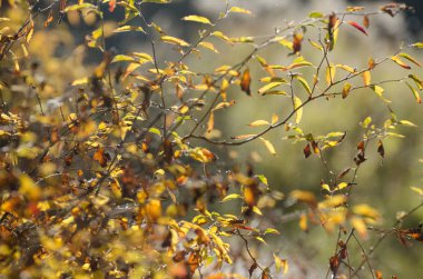 Parlak sarı sonbahar yaprakları altında güneş ışığı. Sonbahar Mevsimlik arka plan