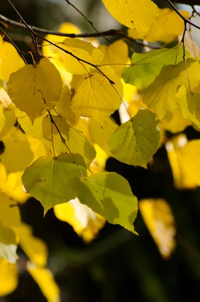 Hojas de otoño de color amarillo brillante bajo la luz solar. Fondo estacional de otoño — Foto de Stock