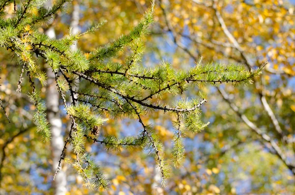 Jasně načechrané větve larixových stromů. Podzimní slunná fotka modřín stromu. Podzim slunného dne. — Stock fotografie