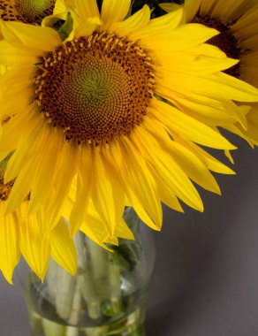 Kopya alanı ile ayçiçeği çiçek sınırı, şenlikli arka plan.