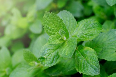 Taze yeşil nane bahçede yetişir. Çiğ damlaaltında nane yaprakları.