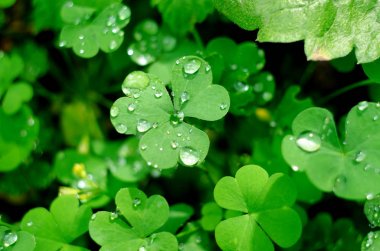 Çiğ damla altında Shamrock yonca ile doğal arka plan. Şans Shamrock sembolü.